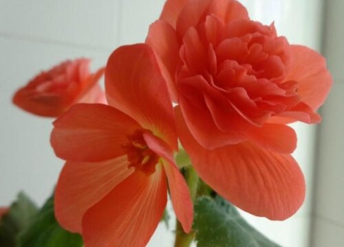 夫妻海棠花好养吗