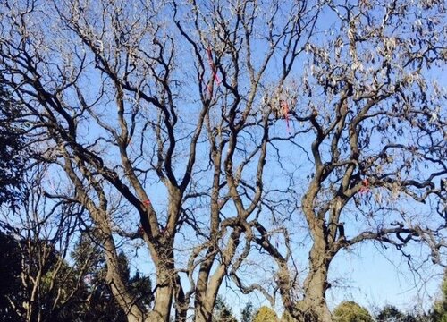 连理枝是什么树