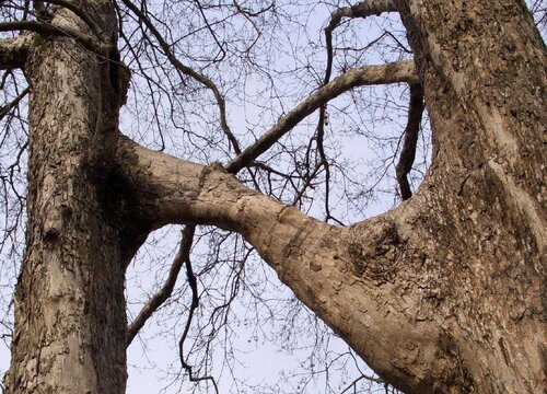 连理枝是什么树