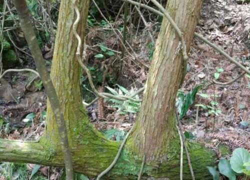 连理枝是什么树