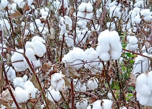 棉花什么季节开花
