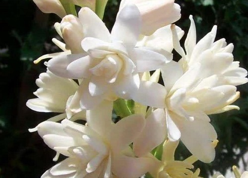 晚香玉的养殖方法和注意事项