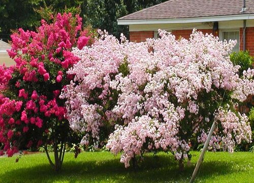 泰安的市花是什么花