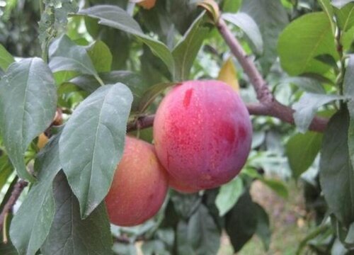 李子怎样管理才能又大又甜