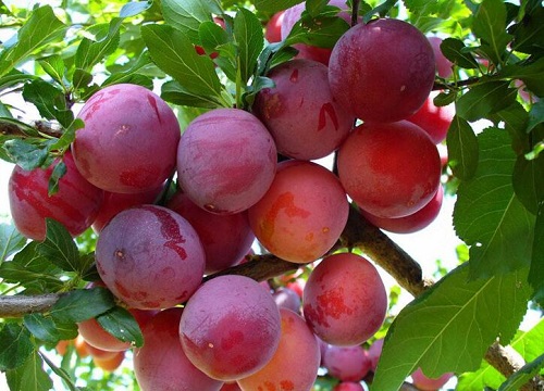 李子怎样管理才能又大又甜