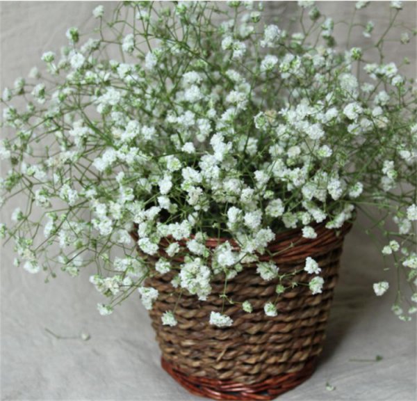 满天星放水里还是干放