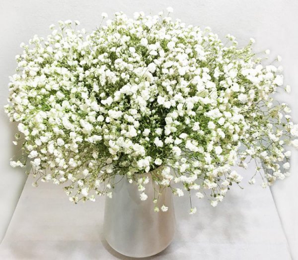 满天星放水里还是干放