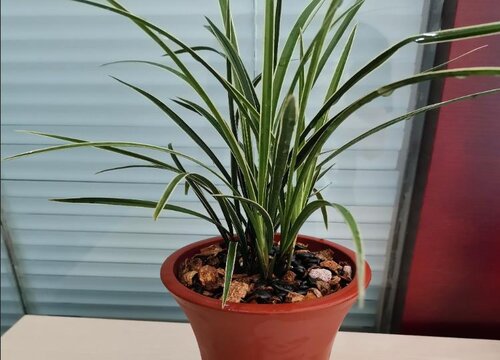 如何判断环境是否适合兰花生长