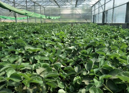 大棚冬季加温什么方法最好