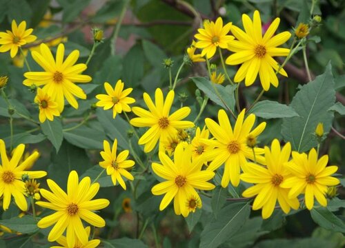 洋姜什么时候收获