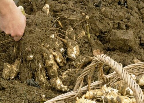 洋姜什么时候收获