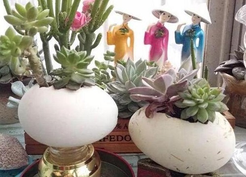 如何用鸡蛋壳养护多肉