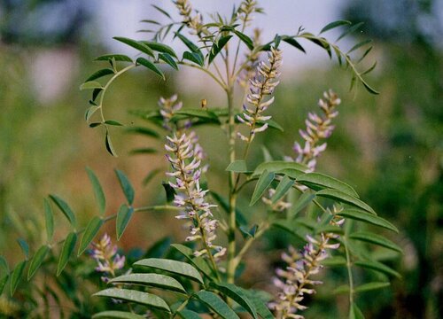 生甘草和甘草一样吗