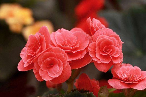 努力起来很厉害的星座女