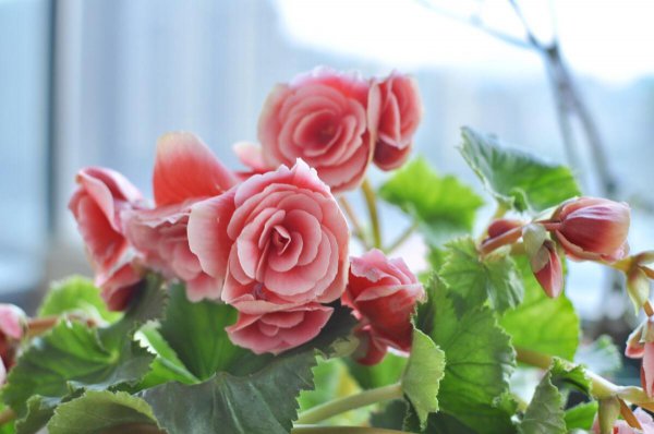 努力起来很厉害的星座女