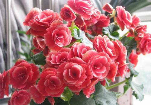 努力起来很厉害的星座女