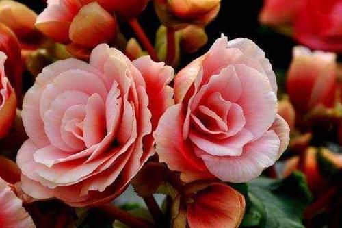 努力起来很厉害的星座女