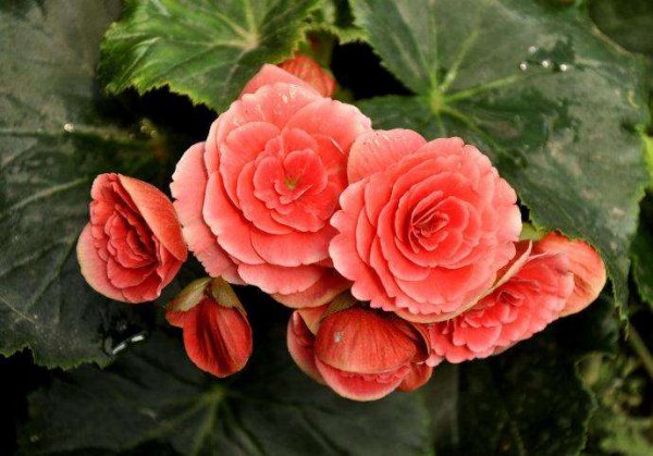 努力起来很厉害的星座女