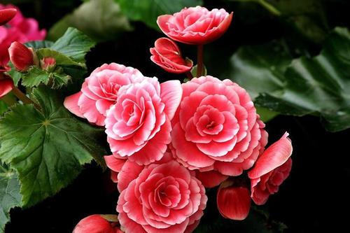 努力起来很厉害的星座女