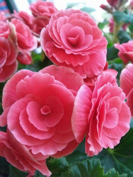 努力起来很厉害的星座女