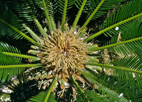 铁树是乔木还是灌木植物