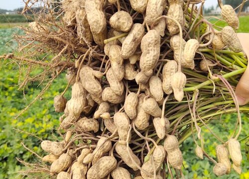 花生什么时候成熟