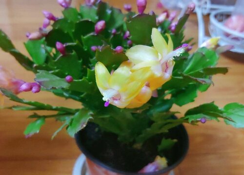 蟹爪兰迟迟不长怎么办