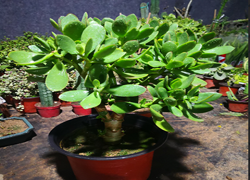 夏秋交替的时候如何养护玉树