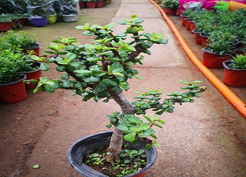 夏秋交替的时候如何养护玉树