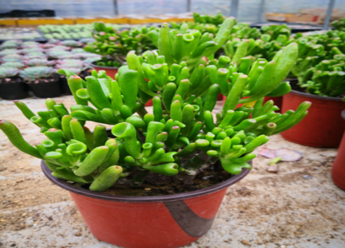 夏秋交替的时候如何养护玉树