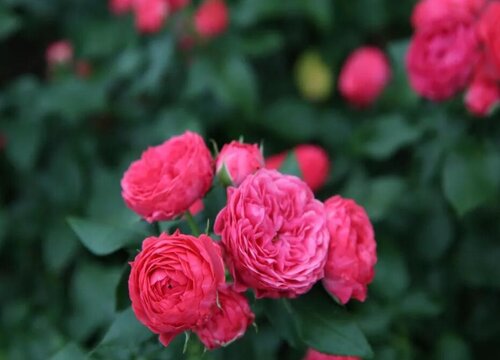 国王月季是藤本还是灌木植物