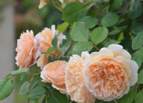 国王月季是藤本还是灌木植物