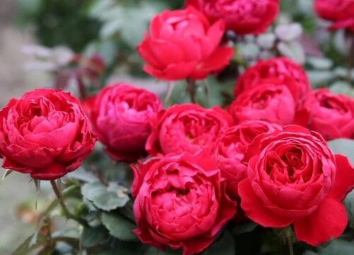 国王月季是藤本还是灌木植物