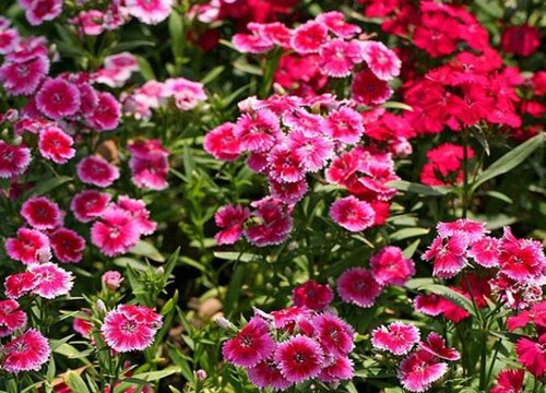 石竹花可以淋雨吗