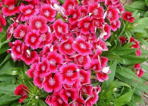 石竹花可以淋雨吗