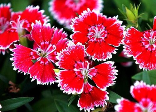 石竹花可以淋雨吗