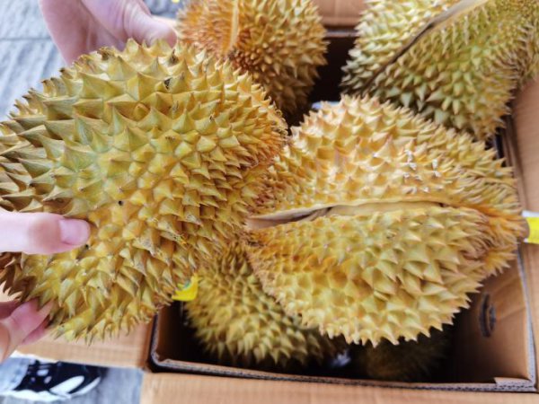 榴莲怎么挑选肉多饱满的