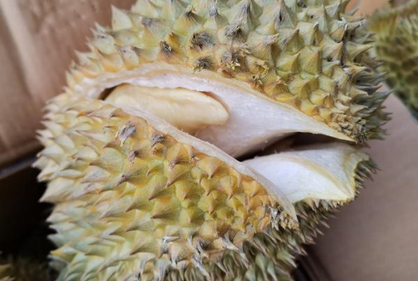 榴莲怎么挑选肉多饱满的