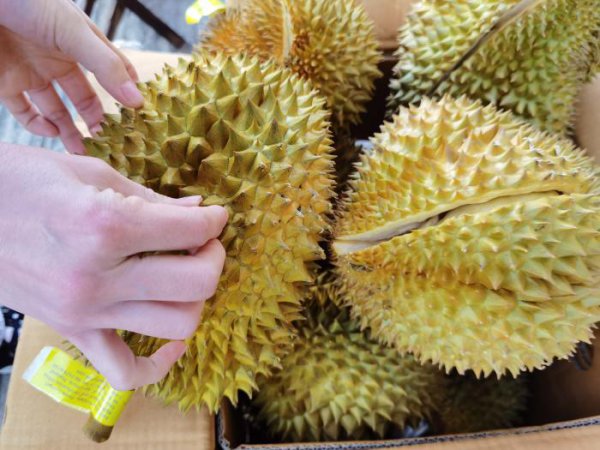 榴莲怎么挑选肉多饱满的