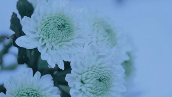 我无意出轨了老公坚决要离婚怎么办