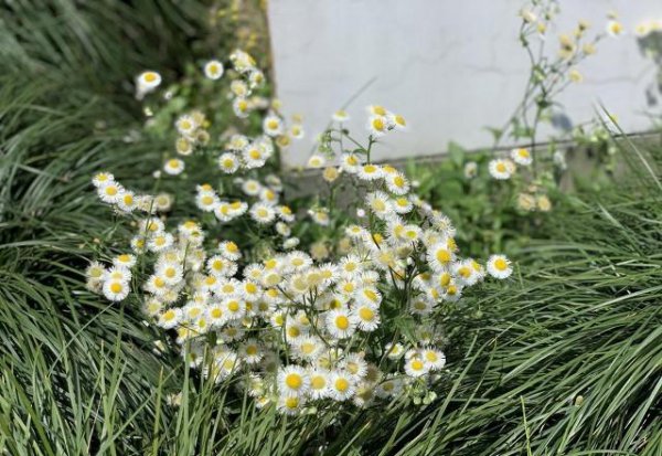 我无意出轨了老公坚决要离婚怎么办