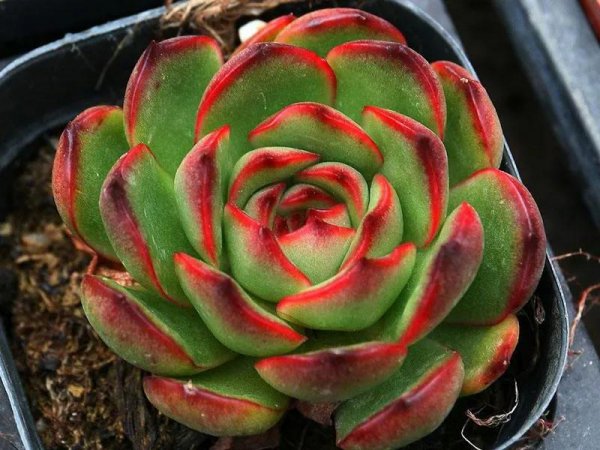 28种东云系多肉植物介绍