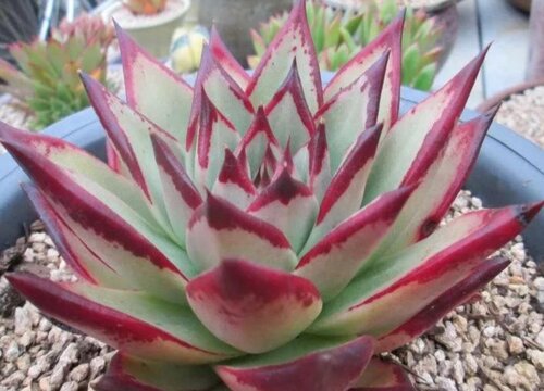 28种东云系多肉植物介绍