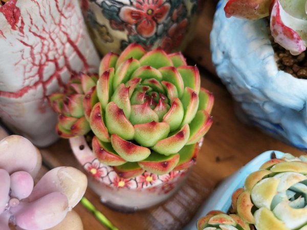 28种东云系多肉植物介绍