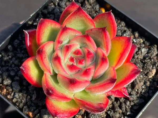 28种东云系多肉植物介绍