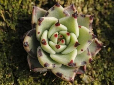 28种东云系多肉植物介绍