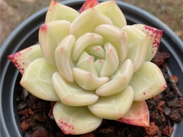 28种东云系多肉植物介绍