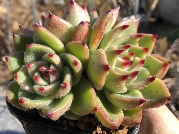 28种东云系多肉植物介绍