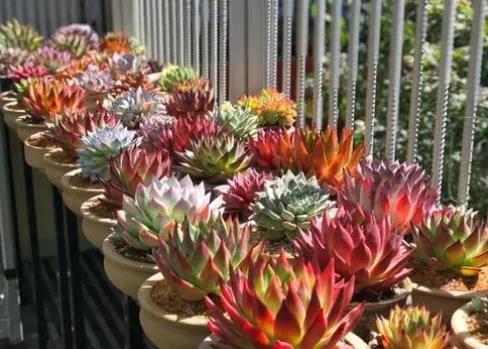 28种东云系多肉植物介绍