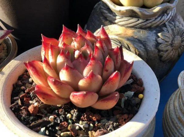 28种东云系多肉植物介绍